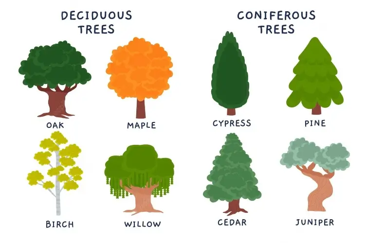 Deciduous-and-Coniferous-Trees