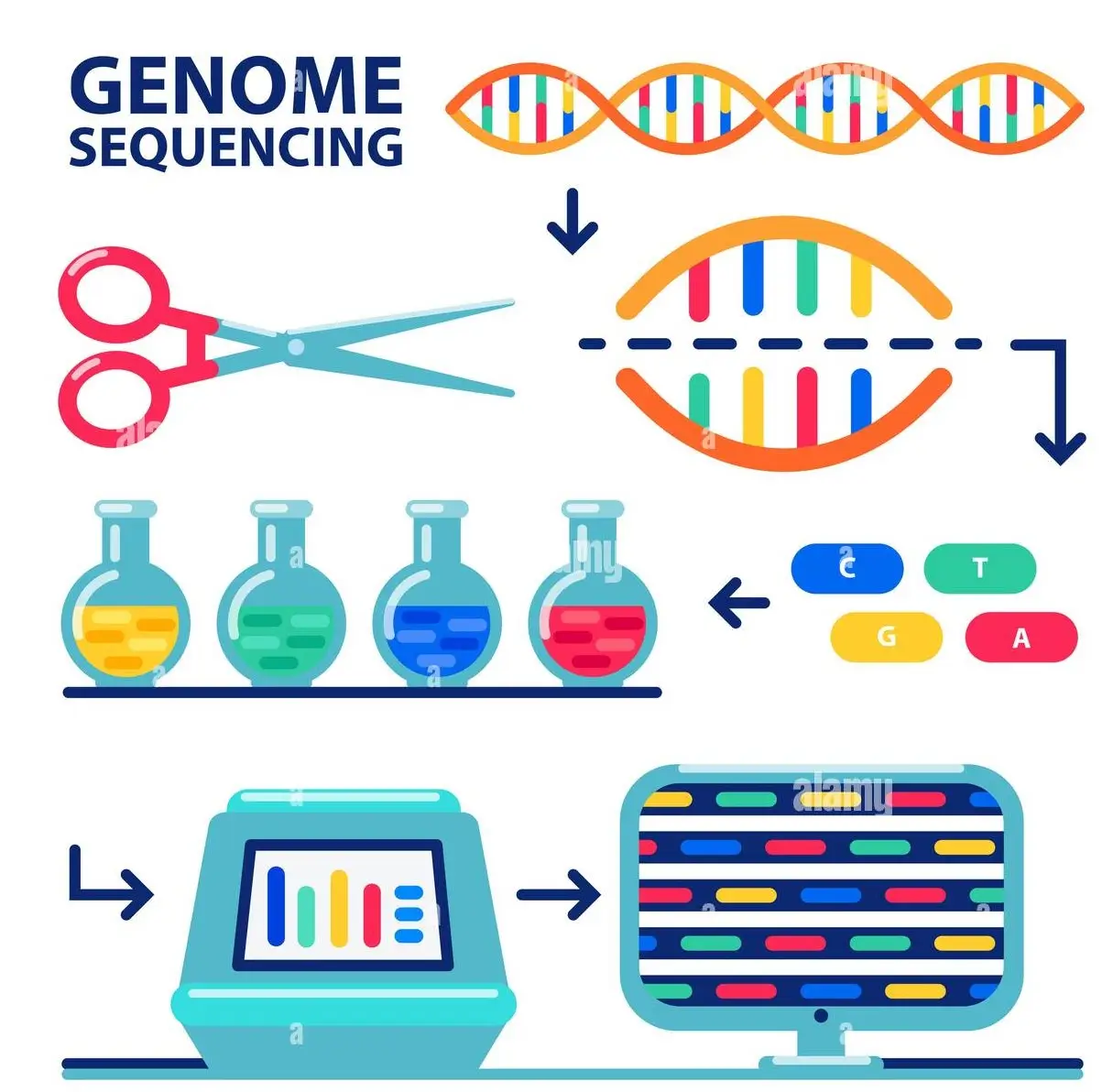 Human genome sequencing